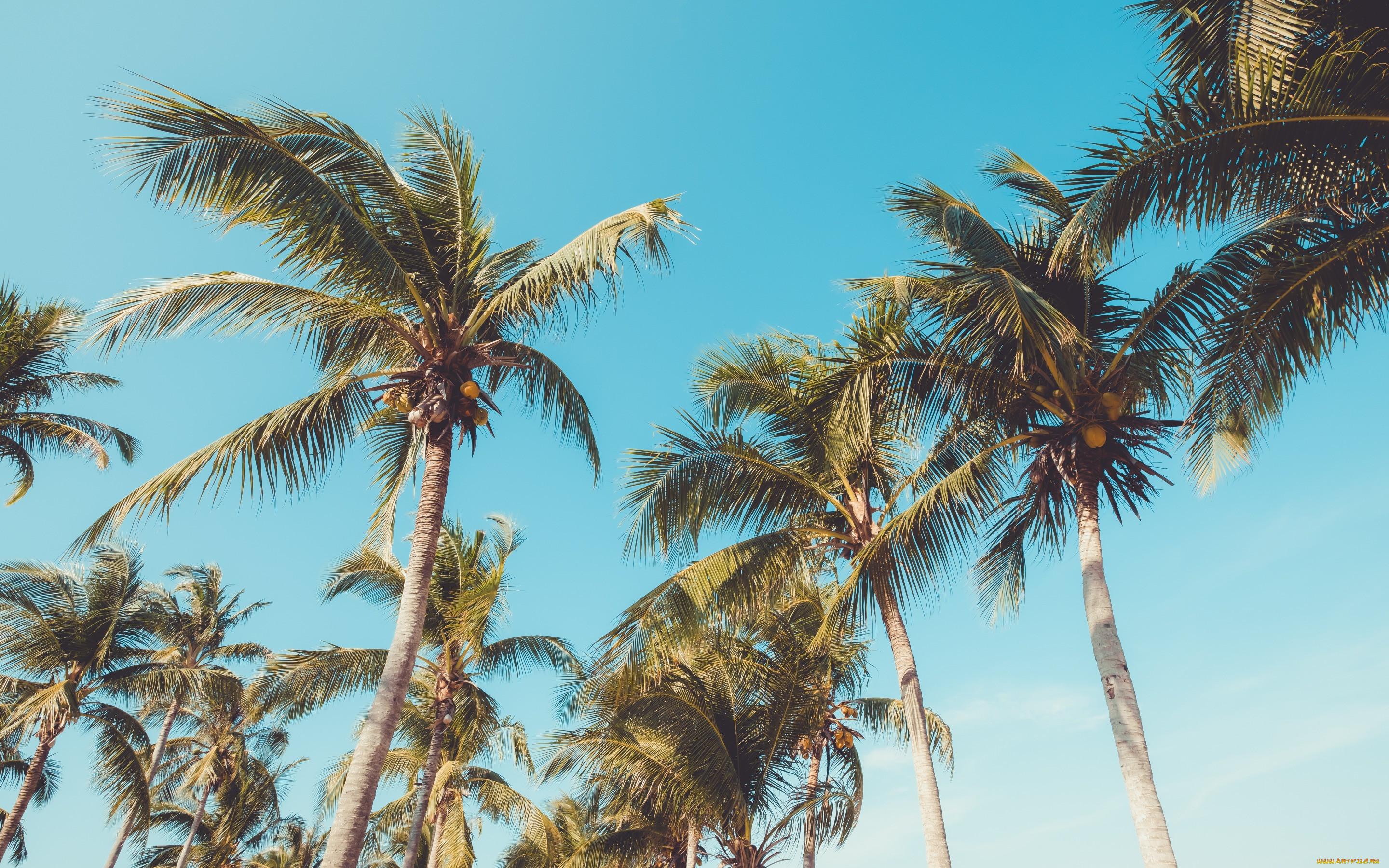 , , , paradise, , beach, palms, , seascape, , beautiful, , summer, tropical